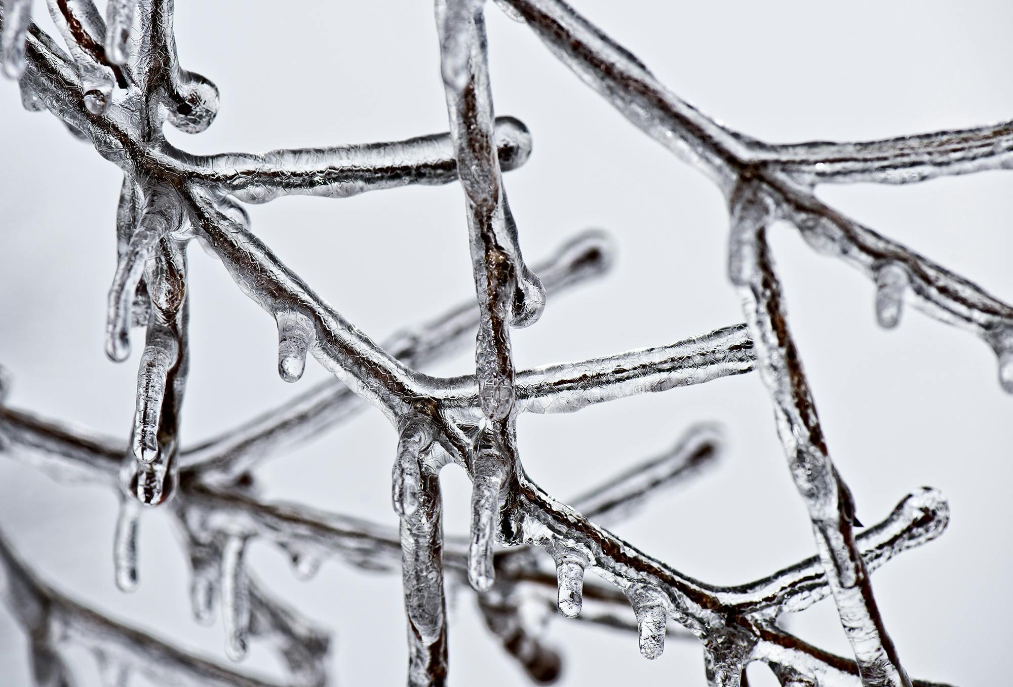Ice on tree branches
