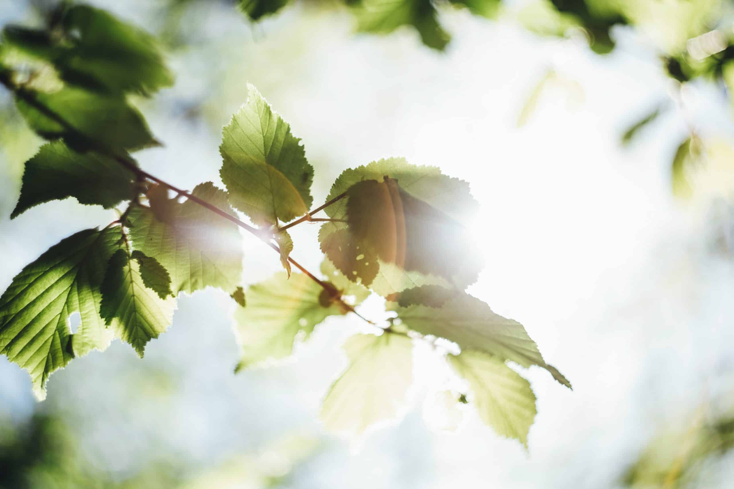 Sunlight shining through green leaves to represent mental health challenges during perimenopause